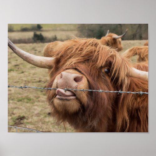 Scottish Highland cow photograph poster