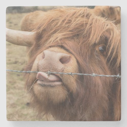 Scottish highland cow photograph stone coaster