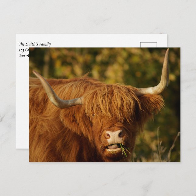 Scottish Highland Cow Postcard (Front/Back)