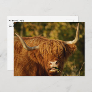 Scottish Highland Cow Postcard