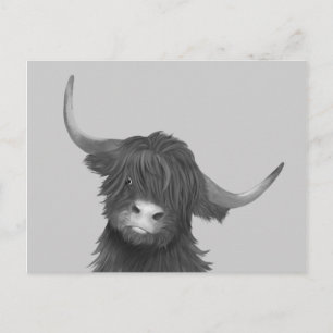Scottish Highland Cow Postcard
