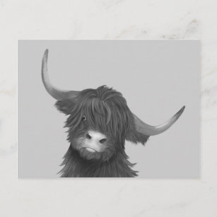 Scottish Highland Cow  Postcard