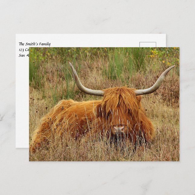 Scottish Highland Cow Postcard (Front/Back)