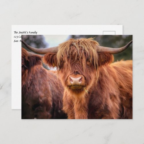 Scottish Highland Cow Postcard