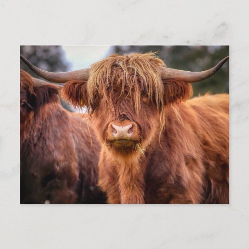 Scottish Highland Cow Postcard