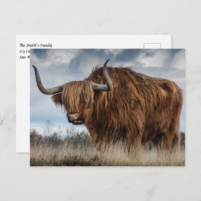 Scottish Highland Cow Postcard (Front/Back)