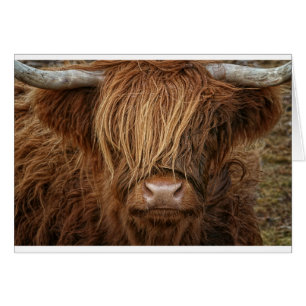 Scottish Highland Cow - Scotland