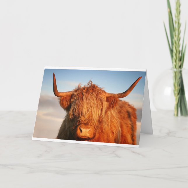 Scottish Highland Cow - Scotland Card (Front)