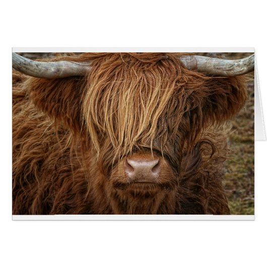 Scottish Highland Cow - Scotland Cards (Front Horizontal)