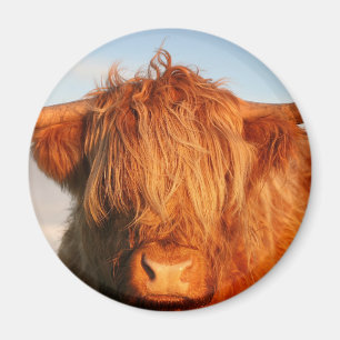 Scottish Highland Cow - Scotland Magnet