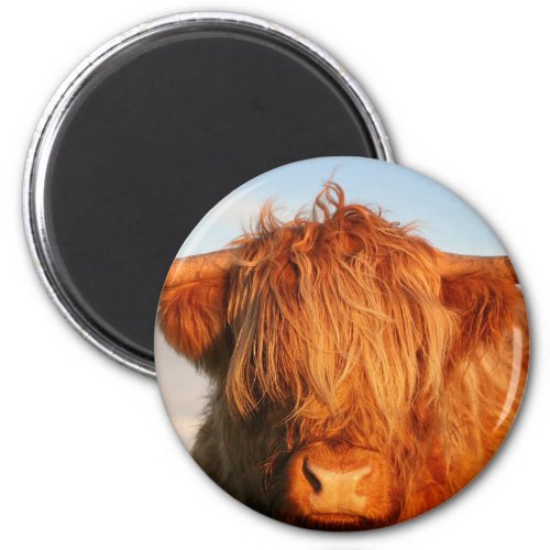 Scottish Highland Cow _ Scotland Magnet