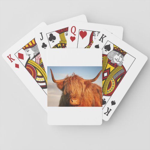 Scottish Highland Cow _ Scotland Poker Cards