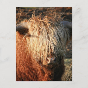 Scottish Highland Cow - Scotland Postcard