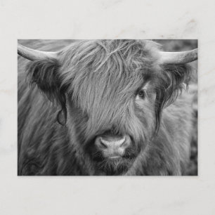Scottish Highland Cow - Scotland Postcard