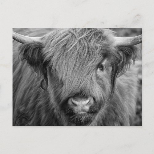 Scottish Highland Cow _ Scotland Postcard
