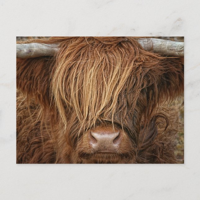 Scottish Highland Cow - Scotland Postcard (Front)