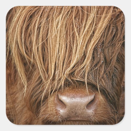 Scottish Highland Cow _ Scotland Square Sticker