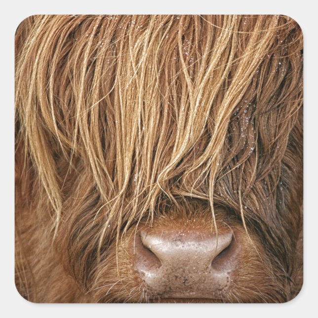 Scottish Highland Cow - Scotland Square Sticker (Front)