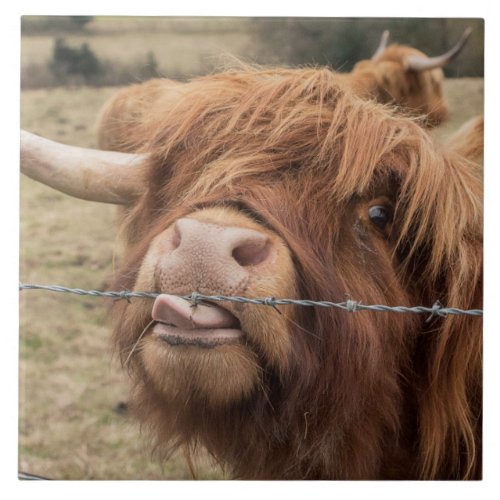 Scottish Highland cow Tile