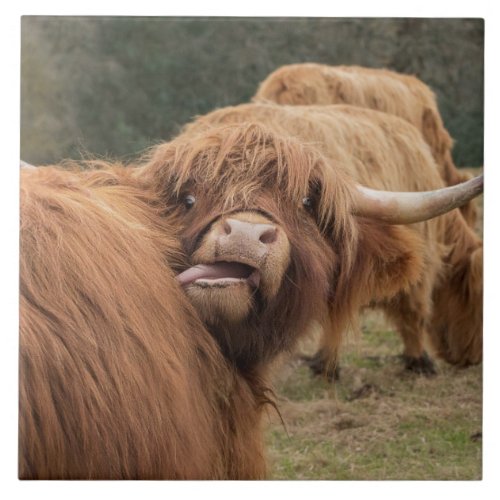 Scottish Highland cow Tile