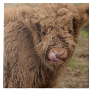 Scottish Highland cow Tile