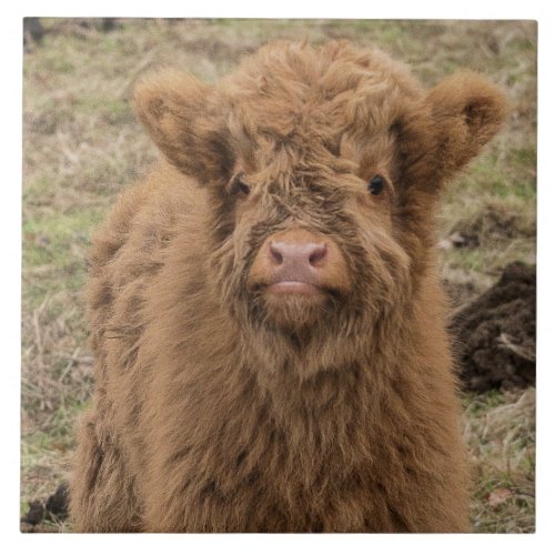 Scottish Highland cow Tile