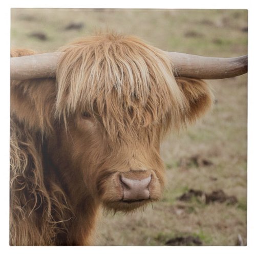 Scottish Highland cow Tile