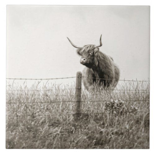 Scottish Highland cow Tile