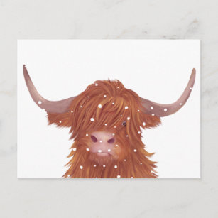 Scottish Highland Cow Winter  Postcard