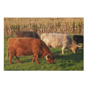 Scottish Highland Cows Grazing Faux Canvas Print