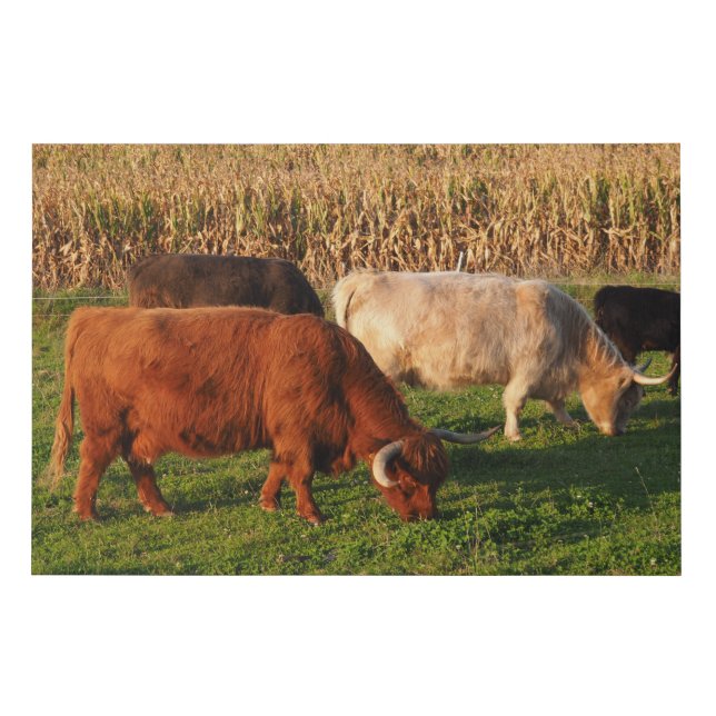 Scottish Highland Cows Grazing Faux Canvas Print (Front)