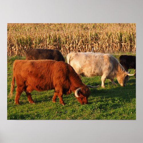 Scottish Highland Cows Grazing Poster