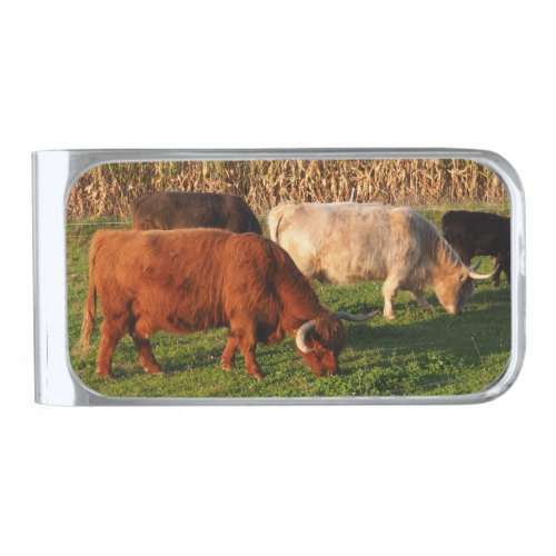 Scottish Highland Cows Grazing Silver Finish Money Clip