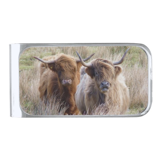 Scottish Highland Cows in the grass Silver Finish Money Clip (Front)