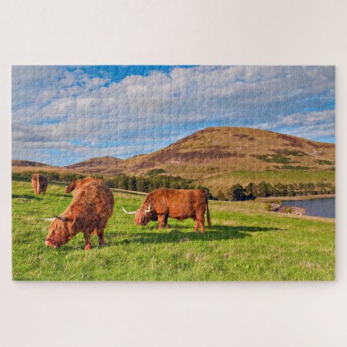 Scottish Highland Cows Jigsaw Puzzle