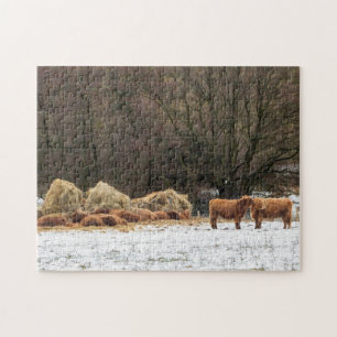 Scottish highland cows keeping warm in winter jigsaw puzzle