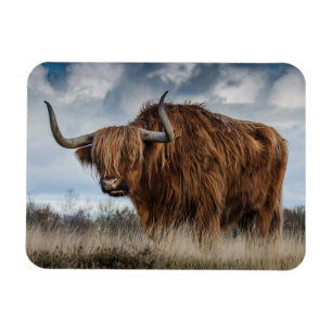 Scottish Highland longhair Magnet