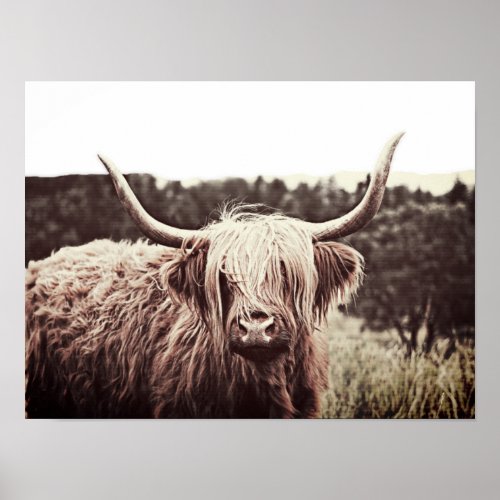 Scottish Highland Longhorn Long Haired Cow Poster