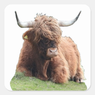 Scottish Highland "Moo" Cow Square Sticker