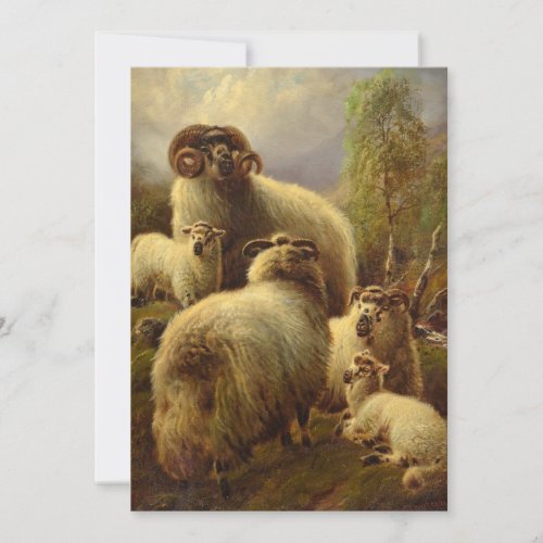 Scottish Highland Sheep Holiday Card