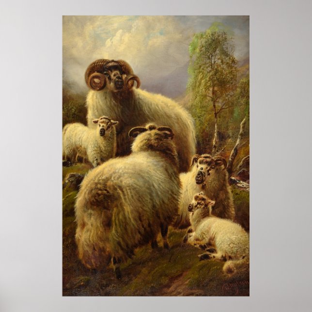 Scottish Highland Sheep Poster (Front)