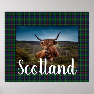 Scottish Highland Steer Poster
