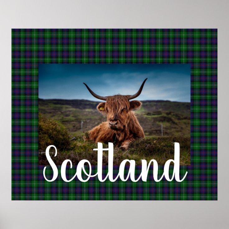 Scottish Highland Steer Poster | Zazzle