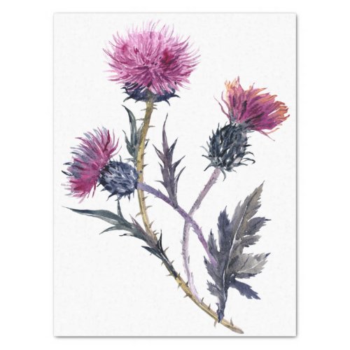 Scottish Highland Thistle Watercolor Tissue Paper
