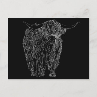 Scottish Highlander bull Postcard