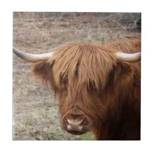 Scottish Highlander Ceramic Tile