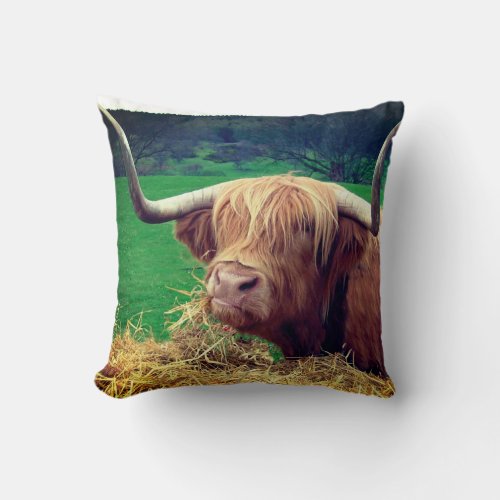 Scottish Highlander Cow Throw Pillow