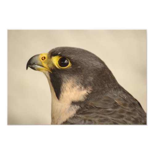 Scottish Peregrine Falcon Portrait Photo Print