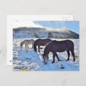 Scottish Ponies Postcard (Front/Back)