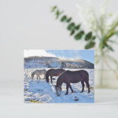Scottish Ponies Postcard (Standing Front)